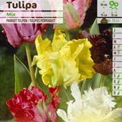 Tulipe Perroquet en mlange